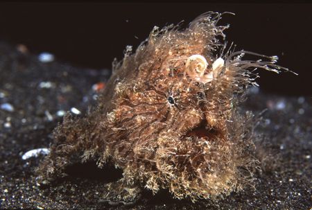 Hairy Frogfish must be one of the craziest creatures in n... by Richard Smith 