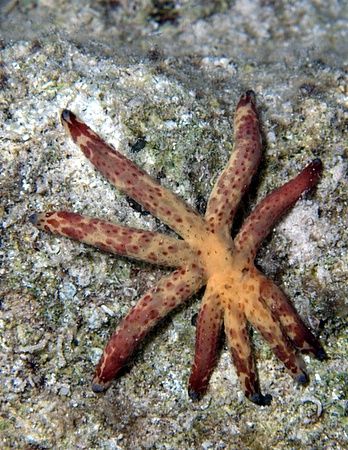Sea star in the process of "splitting" but looking more l... by Nikki Van Veelen 