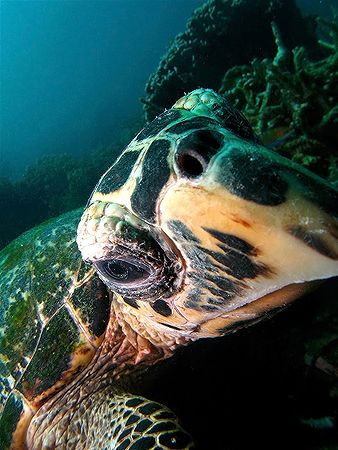 Hello! Taken with Canon S80 in Tenggol, Malaysia. by Ed Eng 
