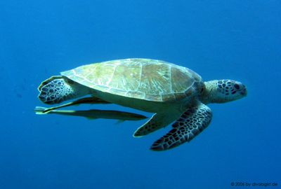 Green turtle with remoras in shallow water at Batu Nisan,... by Tobias Reitmayr 