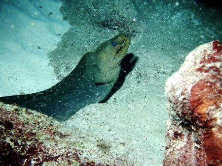 Green Moray eel. East end 70' Grand Cayman by Peter Foulds 