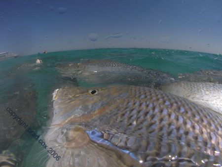 Snapper at Coral Bay Western Australia, this is only 10 m... by Brad Cox 