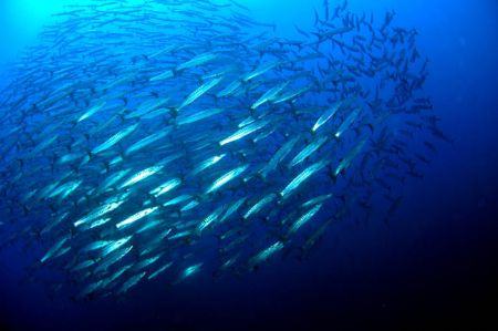 this school of baracuda can be found at una una island, t... by Iman Brotoseno 