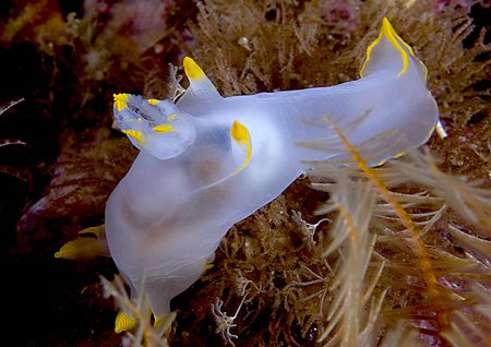 Polycera faeroensis.
Isle of Lewis.
D200,60mm. by Mark Thomas 