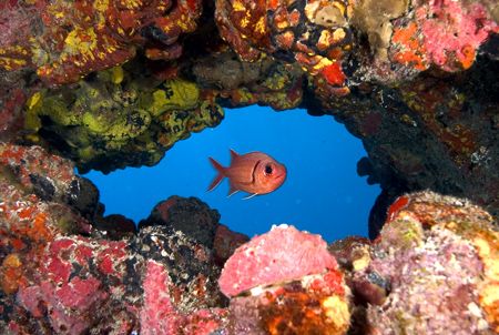 Red dot
I spent some time waiting for the fish go to the... by João Paulo Krajewski 