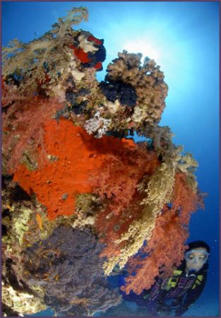 back in the red sea and posting via 3G from here on the b... by Fiona Ayerst 