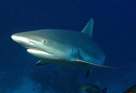 reef shark coming in for a look by Trevor Smith 