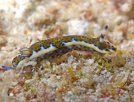 Purple Spotted Sea Goddess on Little Cayman. One of the p... by Jim Chambers 
