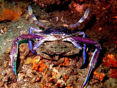 "Get a room" two Blue swimmer crabs at Shiprock Sydney by Peter Simpson 