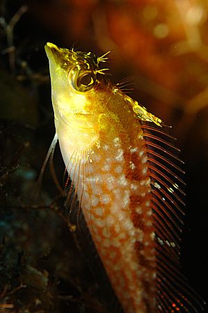 Roatan, Honduras. by Shawn Jackson 