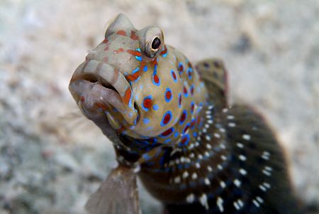 Harlequin prawn goby. by Derek Haslam 