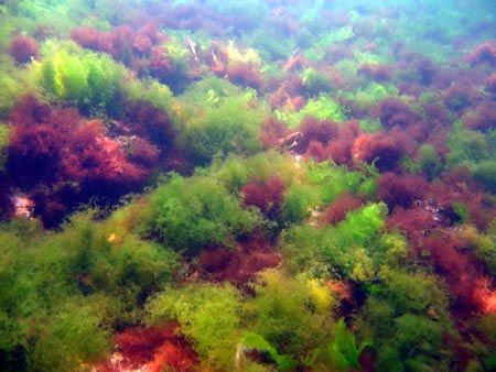 The underwater garden of the Black Sea, near Vama Veche. by Andras Fekete 