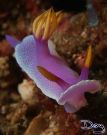 Hyselodoris Bullockii, photo taken at Anilao, Batangas, P... by Doy Tan 