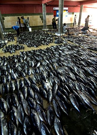 A bad day if you happen to be a Tuna! Male, Maldives, 2006. by Chris Wildblood 