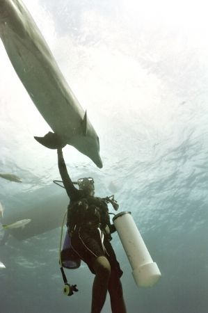 Enjoying the Company of Dolphins, Freeport, G.B.I. ; Niko... by Spencer Multack 