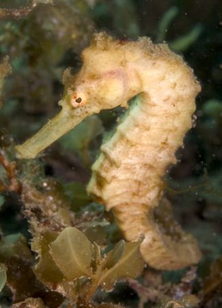 Sea Horse
Canon 300D, macro 50mm, Sea&sea Housing and YS... by João Paulo Krajewski 