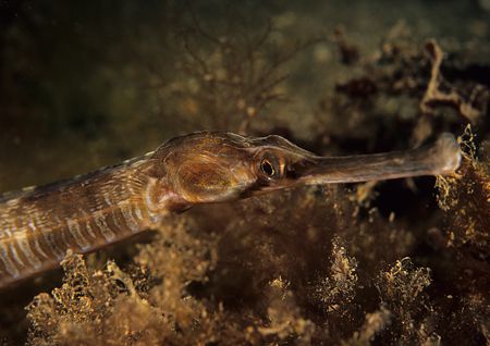 Pipefish.
Babbacombe Beach.
F90X, 60mm. by Mark Thomas 