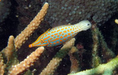 Longnose filefish at Phi Ley Wall, Phi Phi Island, shy li... by Tobias Reitmayr 