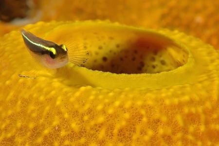 Goby, Grand Cayman, Nikon D70, 105 macro. by David Heidemann 