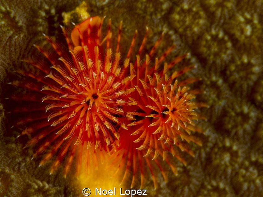 christmas tree, panasonic Lumix GH4, olympus macro lens 6... by Noel Lopez 