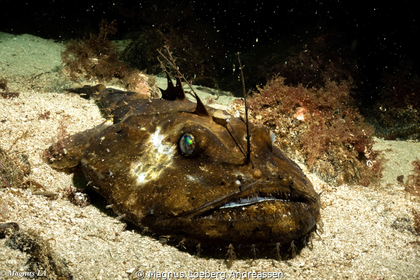 Photo taken july 2021. Monkfish by Magnus Loeberg Andreassen 