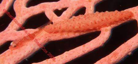 Small goby and Shell on Soft coral Bali by Brad Cox 