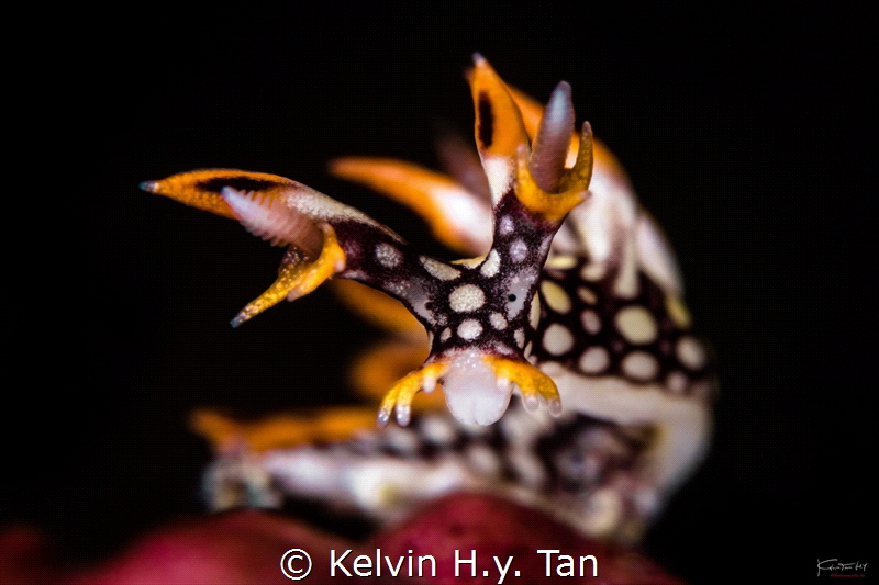 Photo taken in Padang bai, bali by Kelvin H.y. Tan 