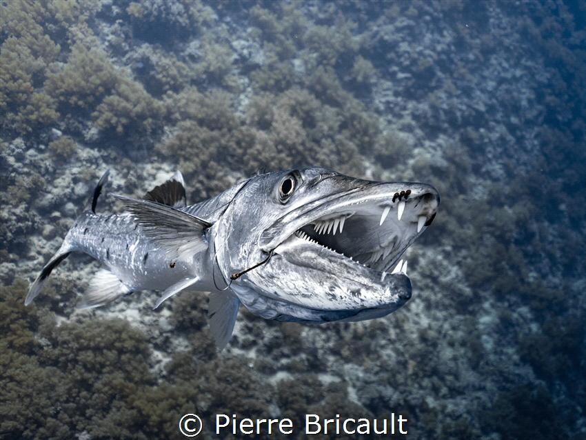Barracudattack! 
My girlfriend and I have been very aggr... by Pierre Bricault 