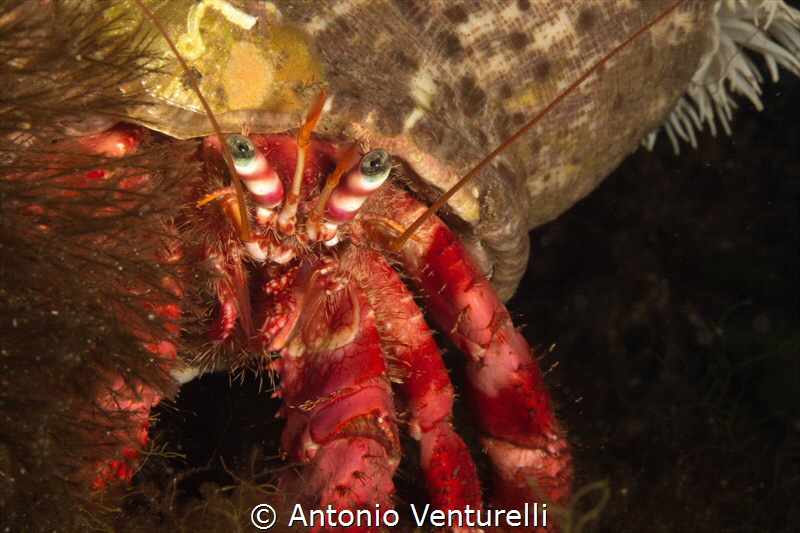 Dardanus Arrosor_Scilla_2021
(Canon 60mm,t/200,f/20,,iso... by Antonio Venturelli 
