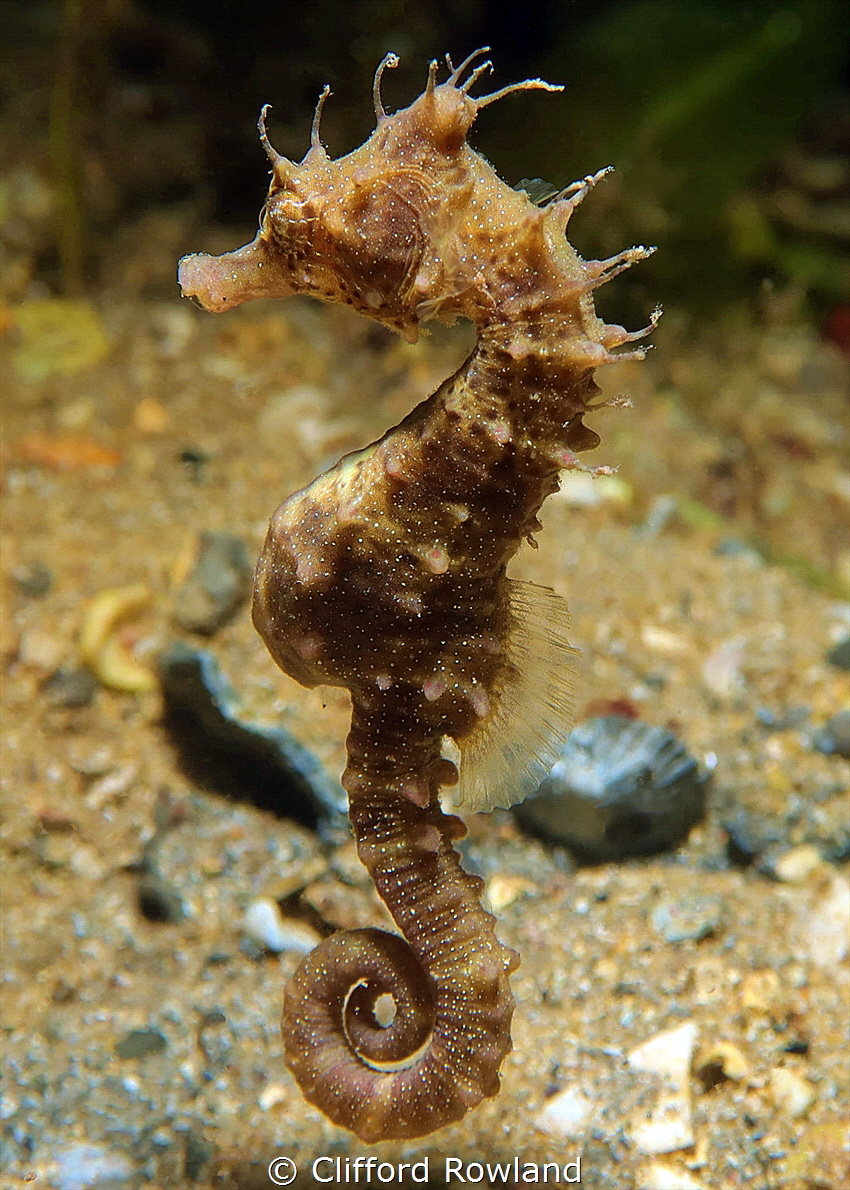 Love diving and underwater photography by Clifford Rowland 