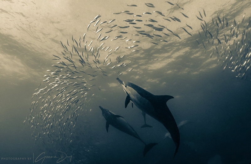 Common dolphins smashing a baitball on the Sardine Run. by Gemma Dry 