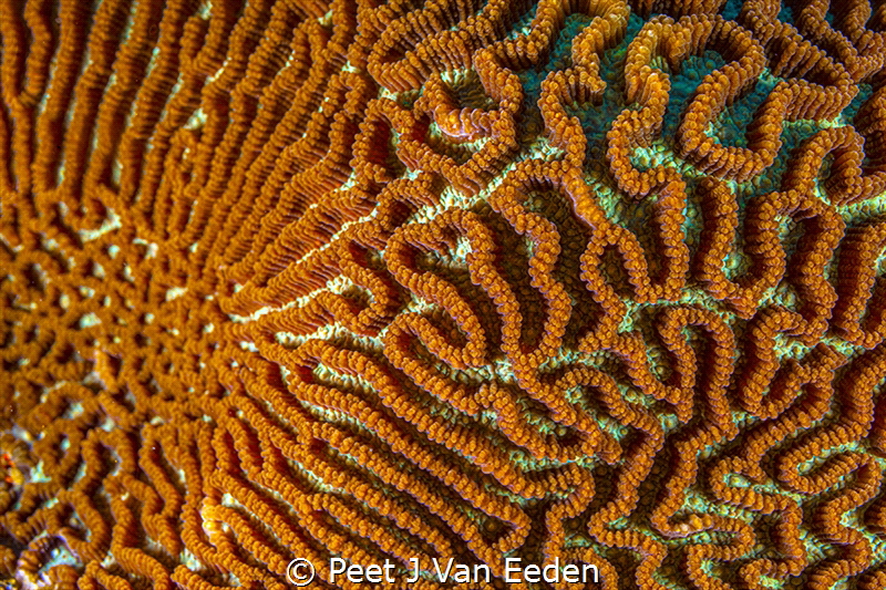 The Brainy Coral

The pattern of the coral resembles th... by Peet J Van Eeden 