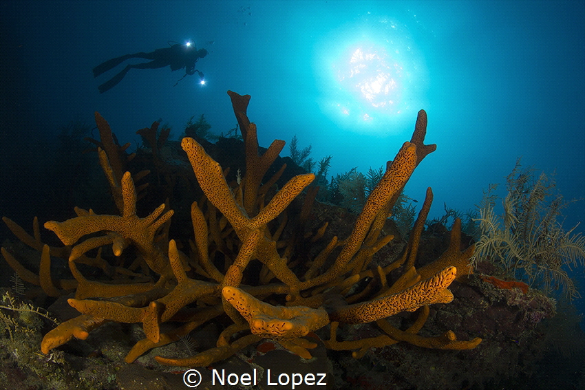rop sponges,canon 60D ,tokina lens 10-17mm at 10mm, seaca... by Noel Lopez 