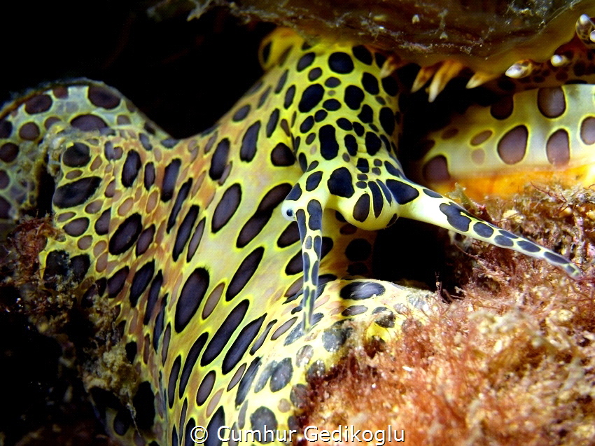 Cymatium parthenopeum
Giant Hairy Triton by Cumhur Gedikoglu 
