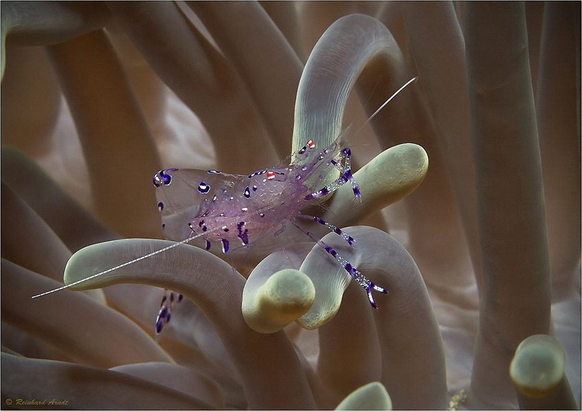 Sarasvati Anemone Shrimp (approx. 2 cm)
Raja Ampat (West... by Reinhard Arndt 