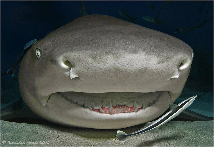 Smily
Lemon Shark (Negaprion brevirostris), Tiger Beach,... by Reinhard Arndt 
