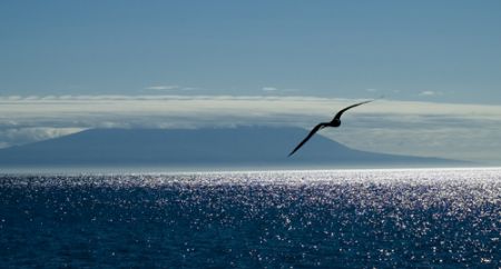 Frigatebird with Wolf volcano (Isabella, Galapagos) in th... by Chris Wildblood 