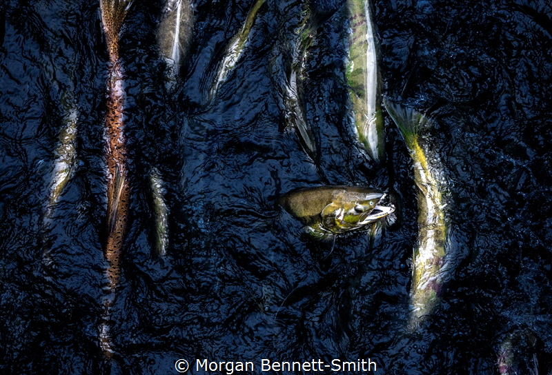 Salmon running in the Alaskan Pacific from above. by Morgan Bennett-Smith 