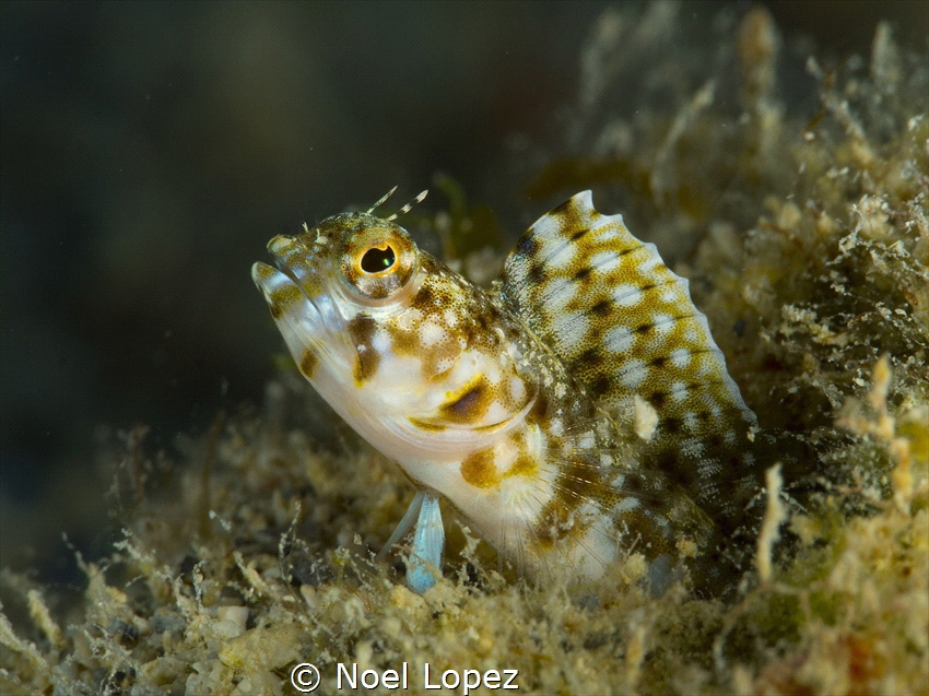 Sailfin bleny,panasonic lumix GH4,olympus lens 60mm, plus... by Noel Lopez 