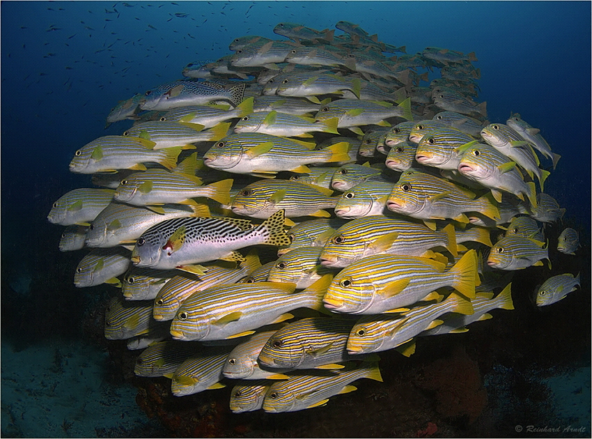 Shoal of yellow-ribbon sweetlips (Plectorhinchus polytaen... by Reinhard Arndt 