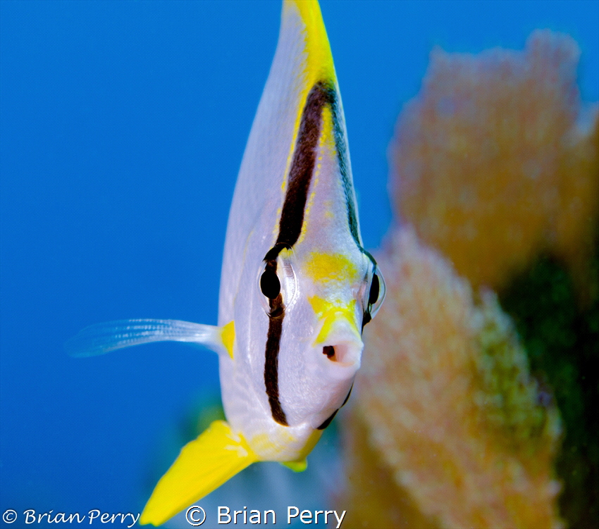 Spotfin Butterfly by Brian Perry 