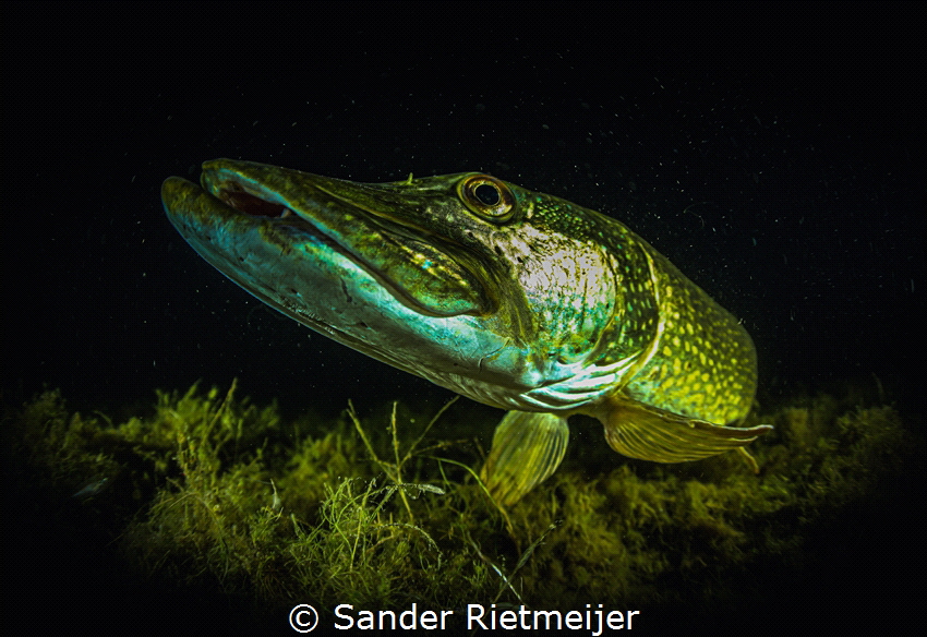 I took a picture of this beautiful pike while snorkeling/... by Sander Rietmeijer 