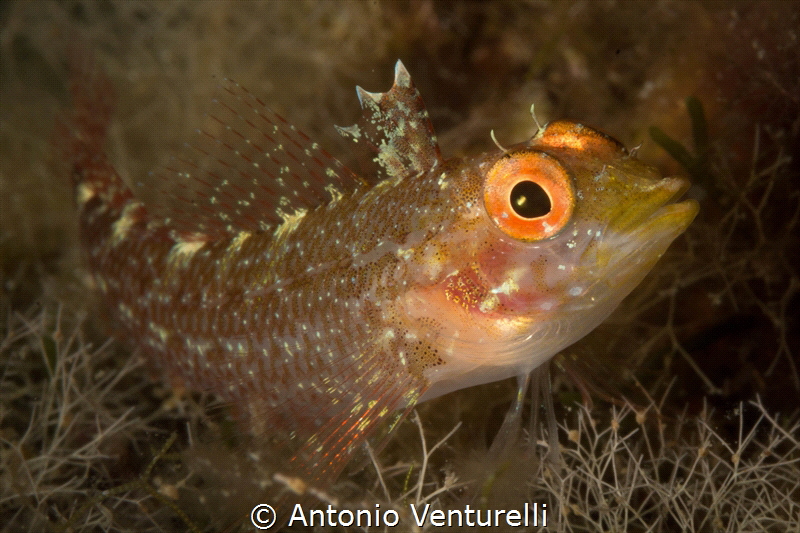 Trypterigion Tripteronotus_2021
(Canon60mm,t1/200,f/25,i... by Antonio Venturelli 