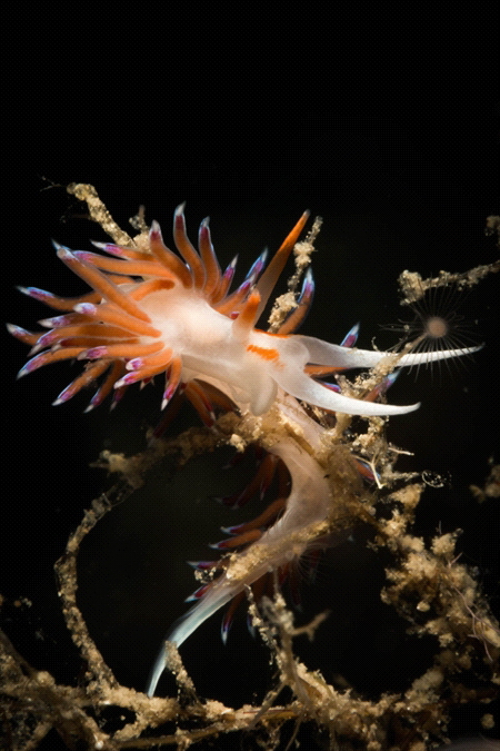 Cratena nudibranch_2021
(Canon60mm,t1/200,f/22,iso200) by Antonio Venturelli 