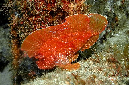 Red Indianfish from Mauritius......... Looks like a flatt... by Brian Mayes 