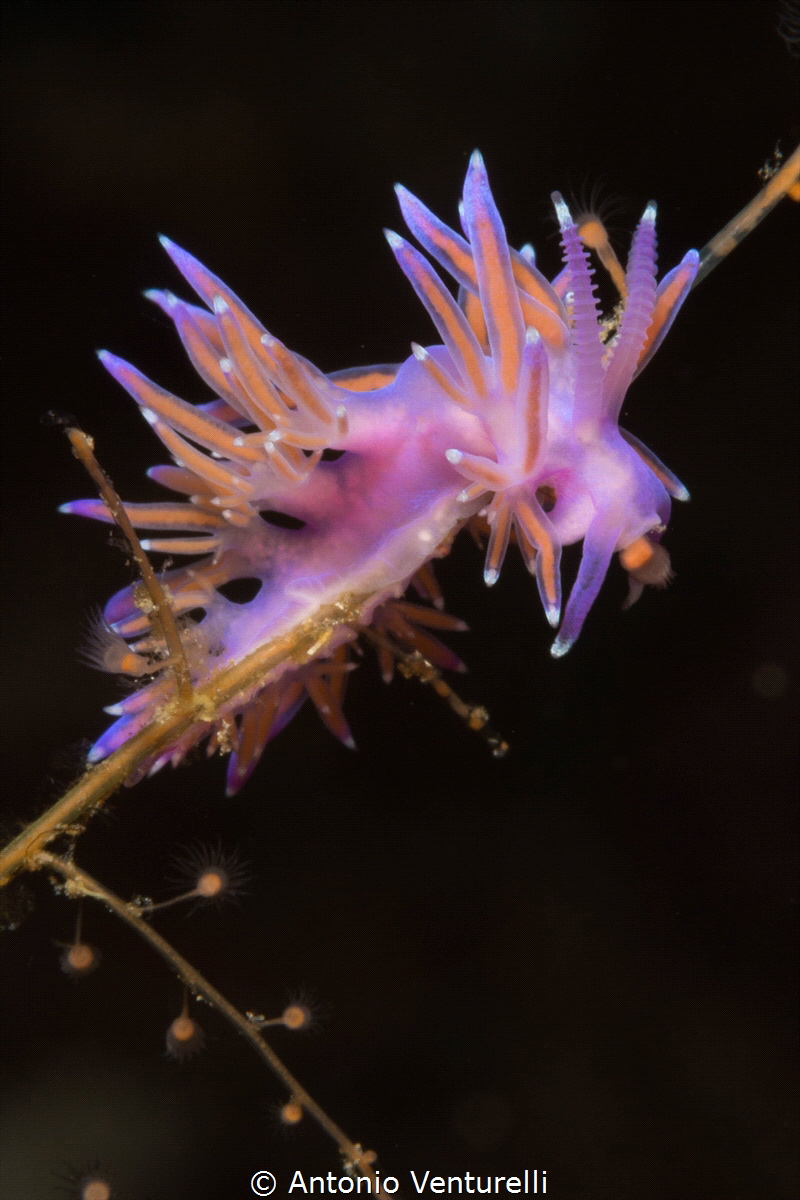 Purple Flabellina close up_Scilla_2021
(Canon60mm,t1/200... by Antonio Venturelli 