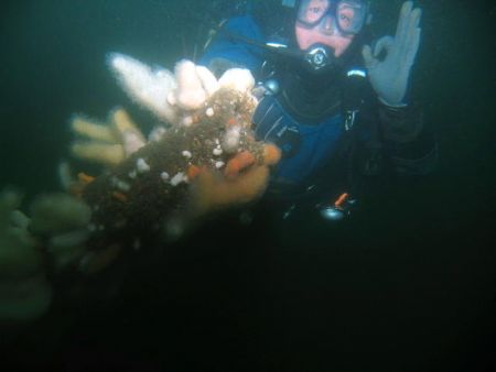 Diver on conning tower of U 274 off Dunbar, Scotland take... by Michael Moore 
