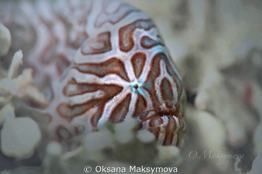 Juvenile Psychedelic frogfish (Histiophryne psychedelica) by Oksana Maksymova 