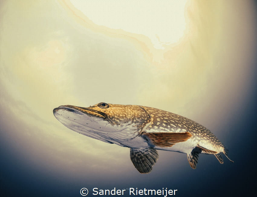 I met this beautiful pike while freediving. by Sander Rietmeijer 