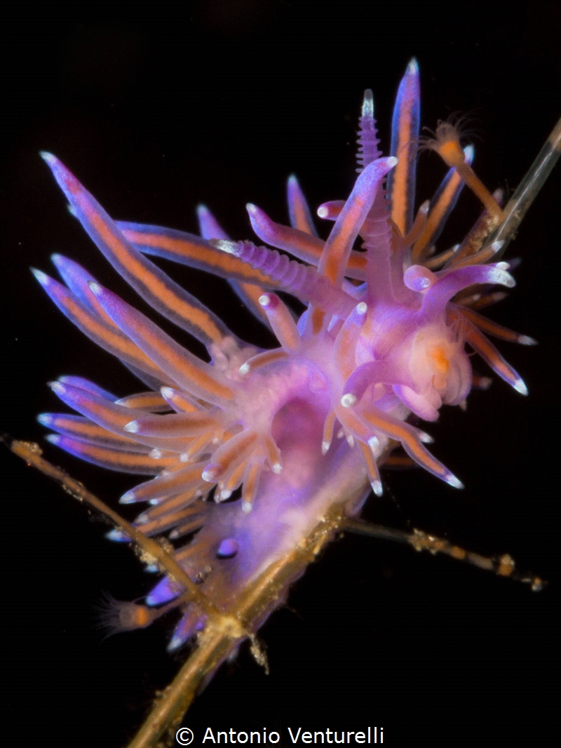 Loads of color..really close to this Flabellina in the se... by Antonio Venturelli 